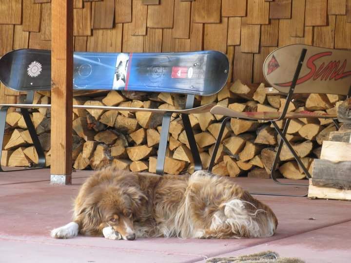 A dog laying on the ground in front of a pile of logs