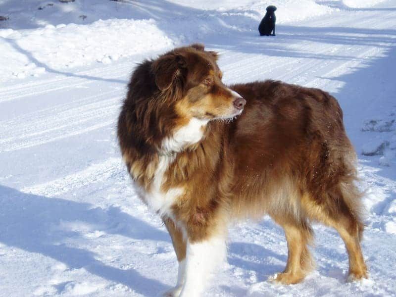 A brown and white dog standing in the snow