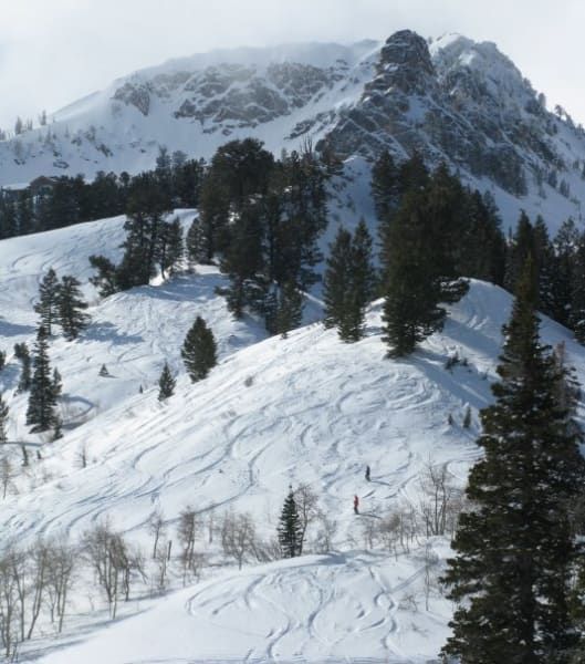 A snowy mountain with trees on the side of it