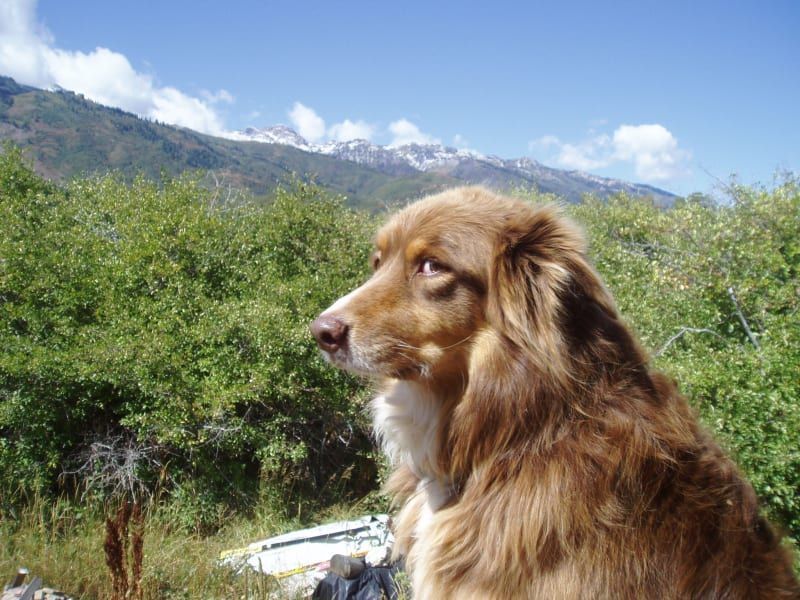 A brown dog is looking at a mountain in the background.