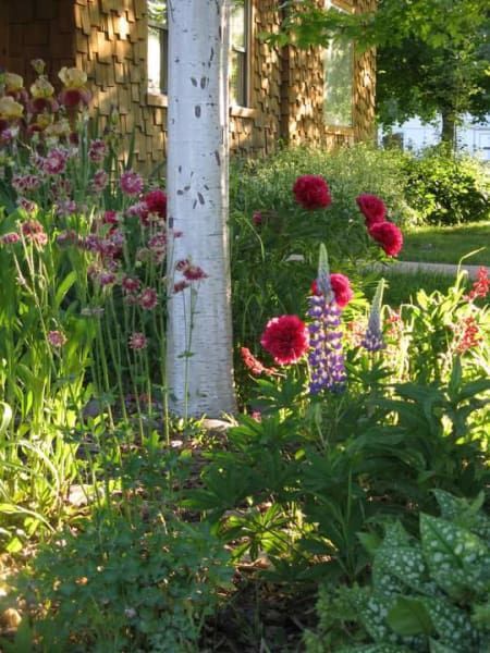 A garden with flowers and trees in front of a house