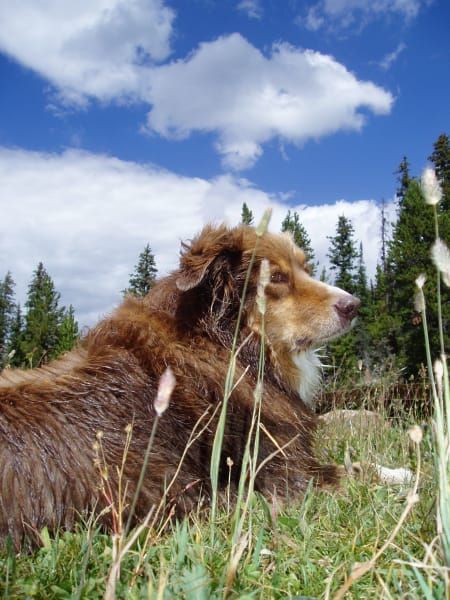 A brown dog laying in the grass with trees in the background