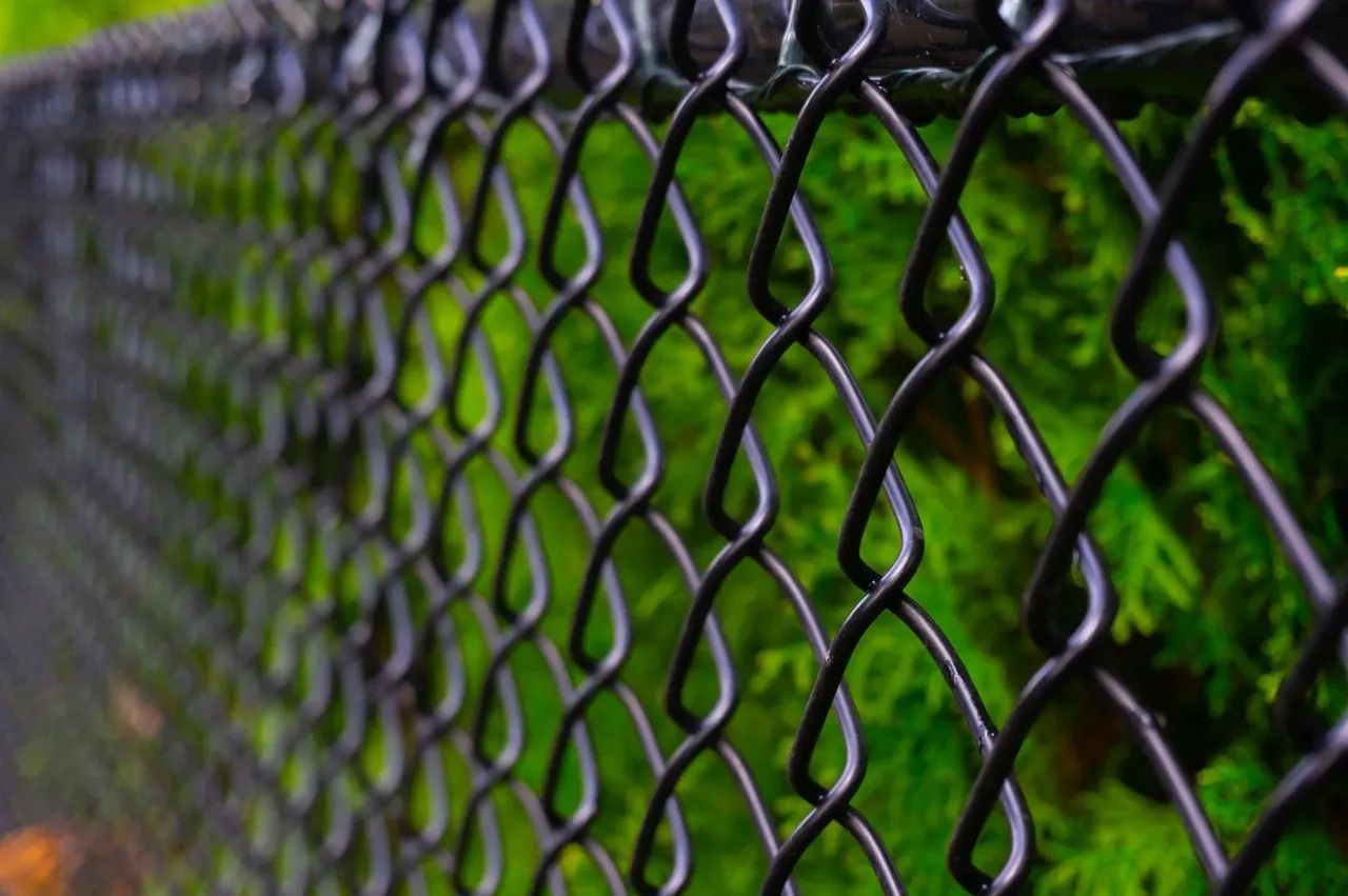 A dark chain-link fence angled diagonally across the frame, with blurred green foliage visible in the background.
