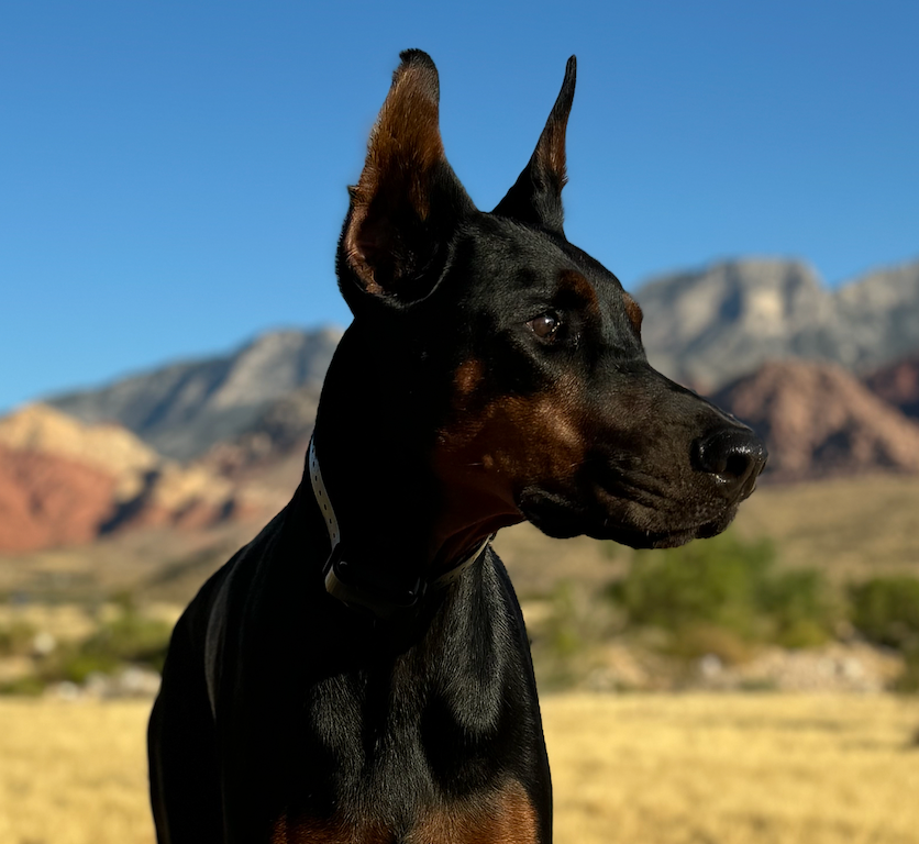 Black and tan Doberman with cropped ears, facing right, set against mountains and blue sky.