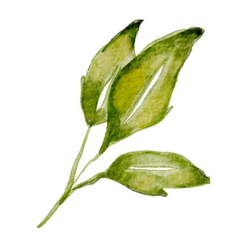 A tree with lots of leaves and branches on a white background.