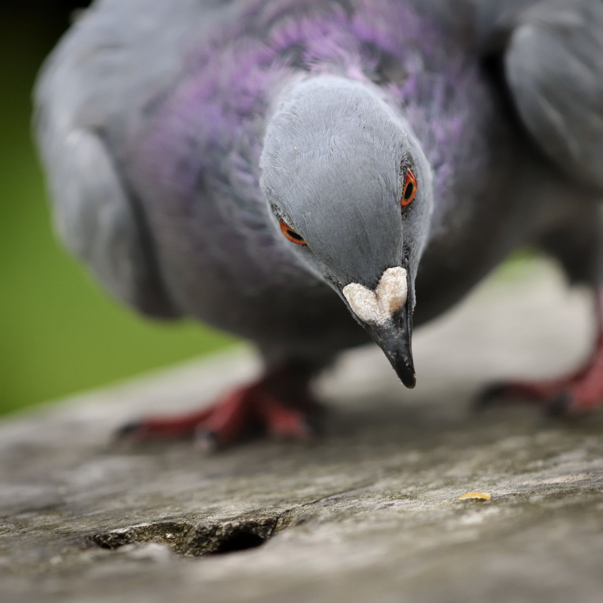 allontanamento piccioni