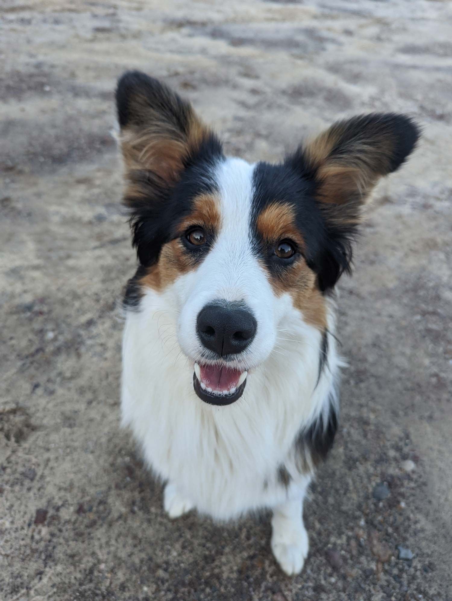 A black and white dog is sitting on the ground and smiling at the camera.