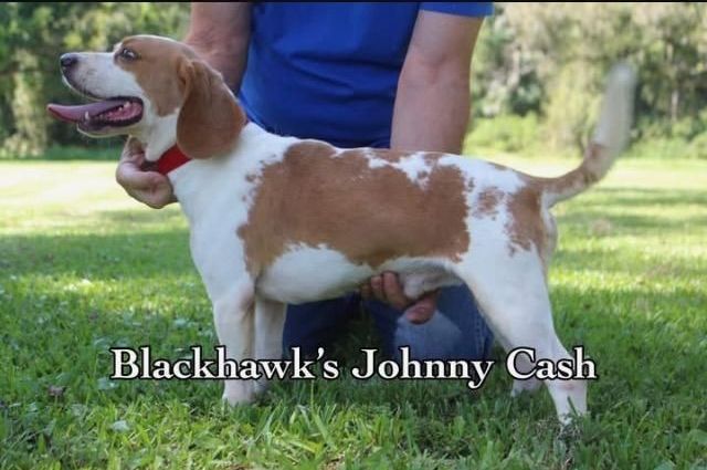 A brown and white dog named blackhawk 's johnny cash