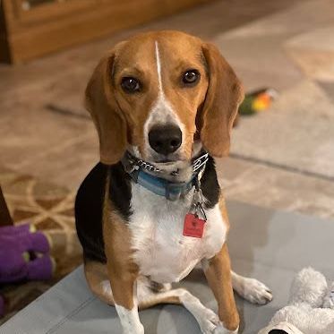 A beagle dog is sitting on a table next to a stuffed animal.