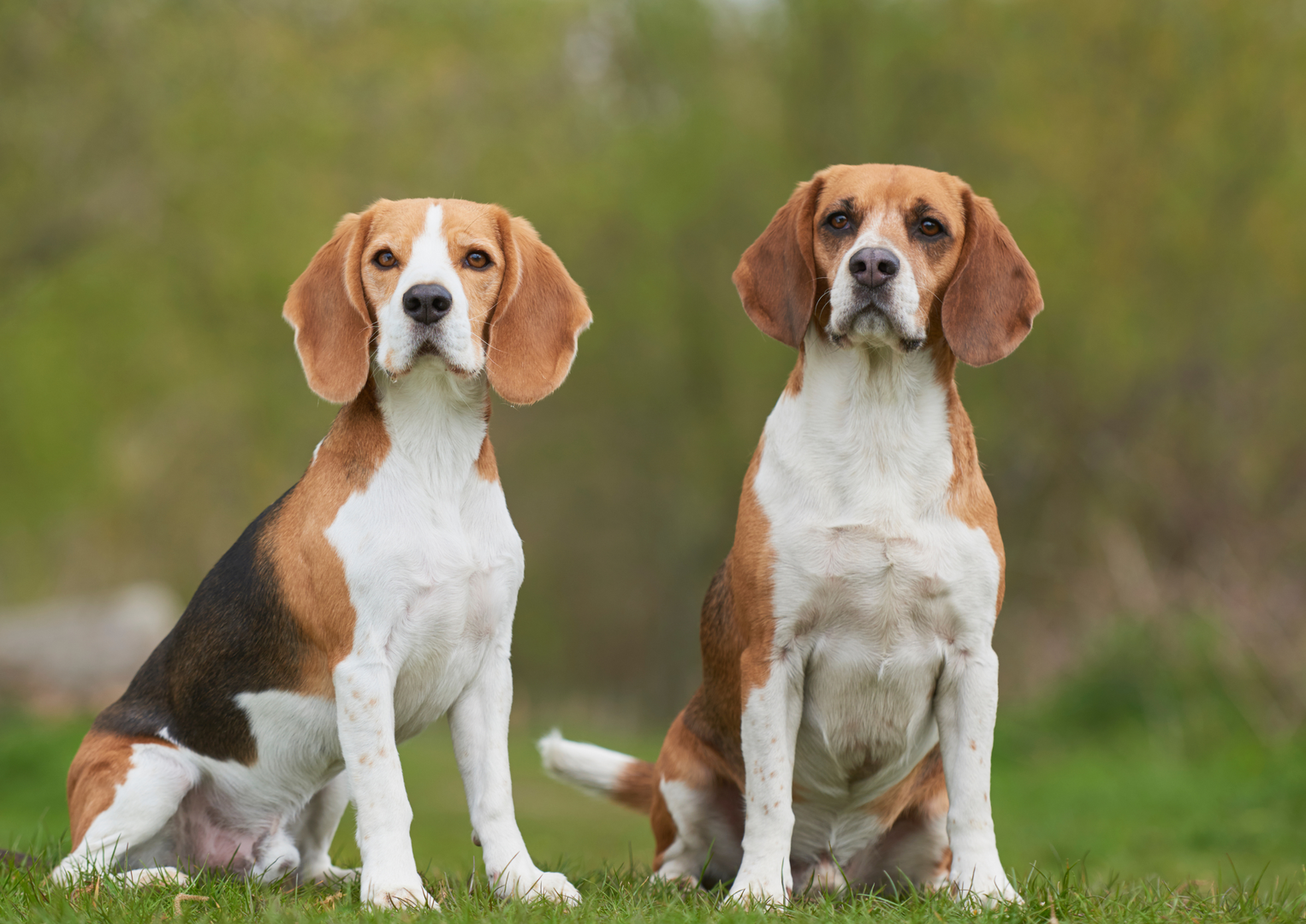 A large tree stump is sitting in the grass next to a truck.