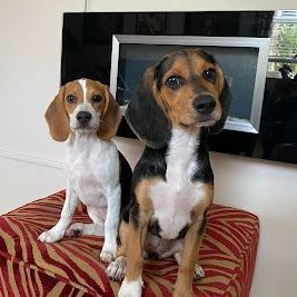 Two brown and white dogs are running in the sand with their tongues hanging out.