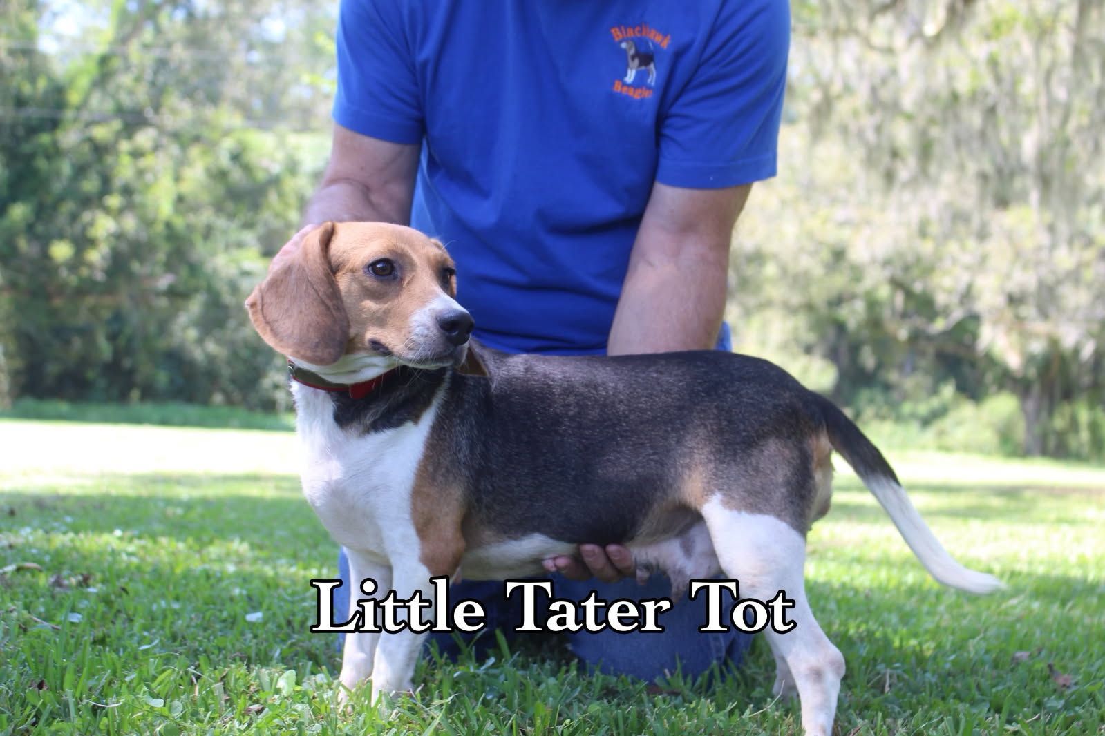 A man is kneeling down next to a beagle named little tater tot