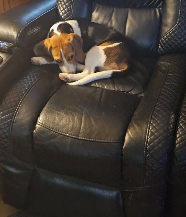 A brown and white dog is laying in a black leather chair