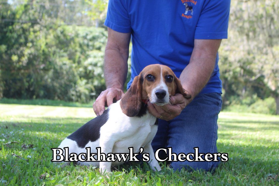A man kneeling down holding a brown and white dog named blackhawk 's checkers