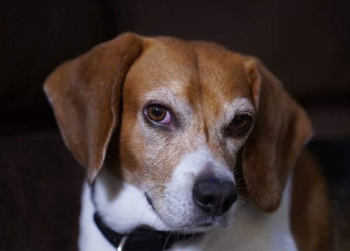 A close up of a brown and white dog with a black collar