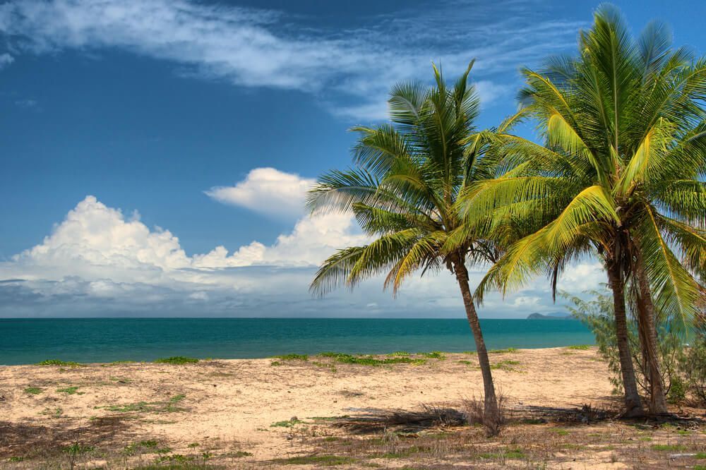 A Beach With Palm Trees and the Ocean in the Background — Bootle Timber QLD Pty Ltd in Cairns, QLD