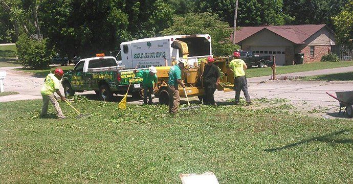 Tree Removal Work