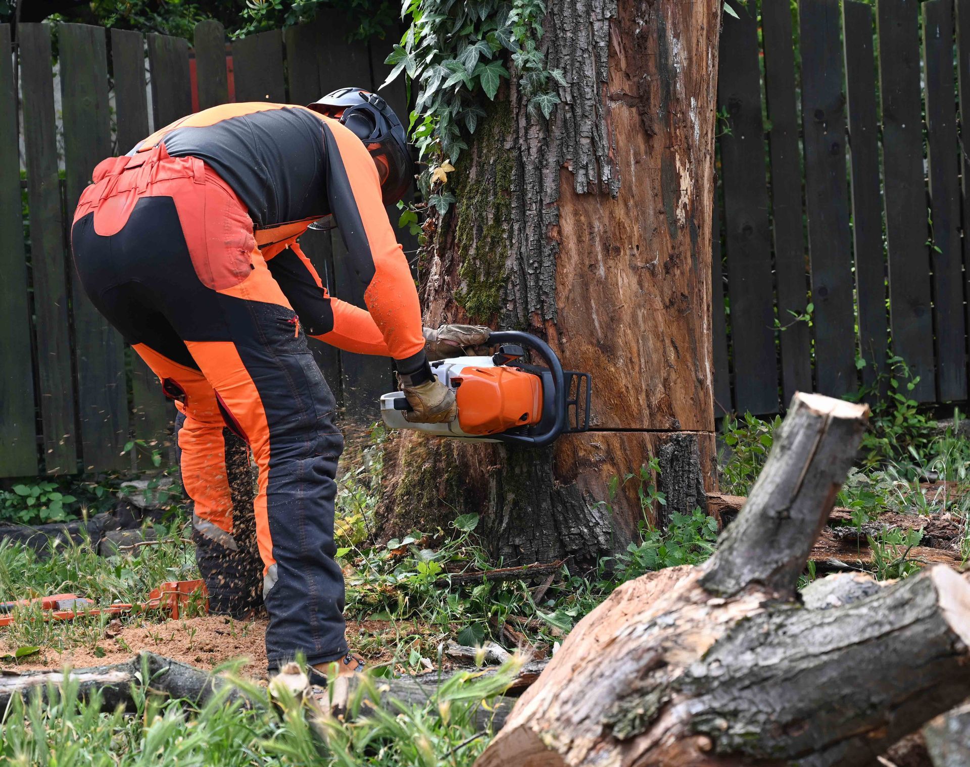 A tree removal contractor cutting a large tree trunk with a chainsaw and safety gear.