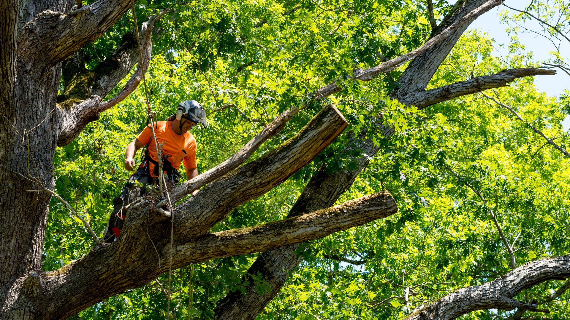 Worker using safety gear trimming large tree branches high above ground.