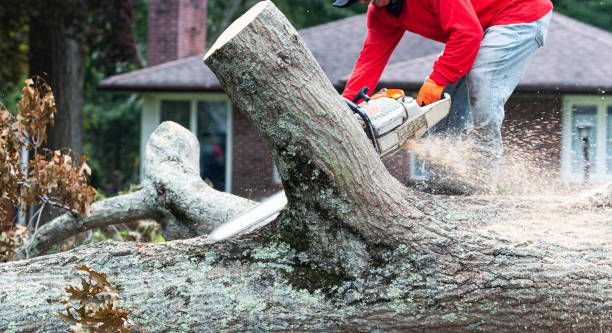 A man cuts a large fallen tree trunk with a chainsaw near a brick house.