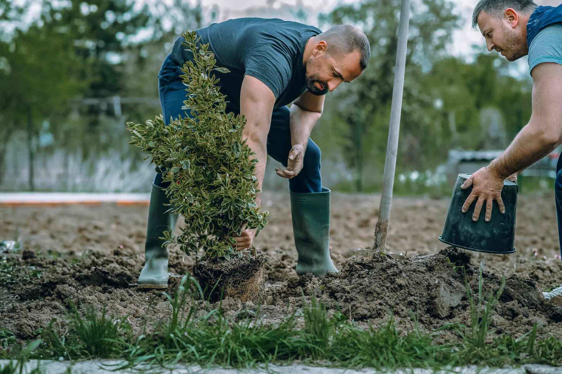 A Picture Of A Man Planting Tree — Maryville, TN — Arborscapes Tree Service