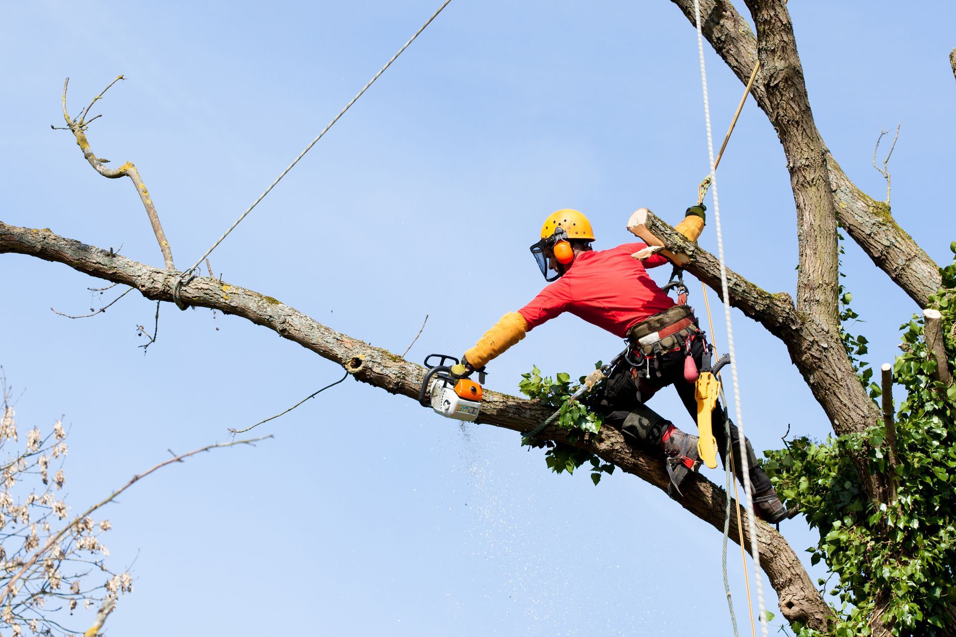 Technician demonstrating tree trimming skills while maintaining property health.