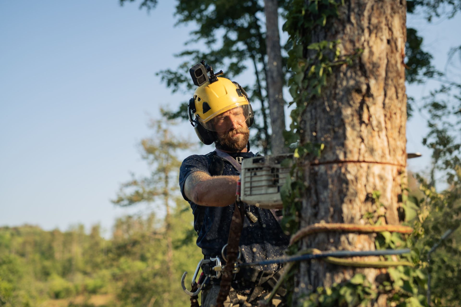 A skilled arborist cutting down a tree with his safety gear