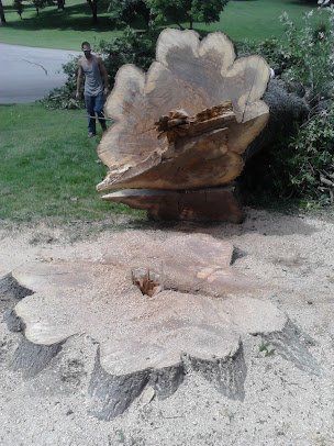 Felled Tree and Stump