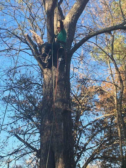 Tree Trimmer at Work
