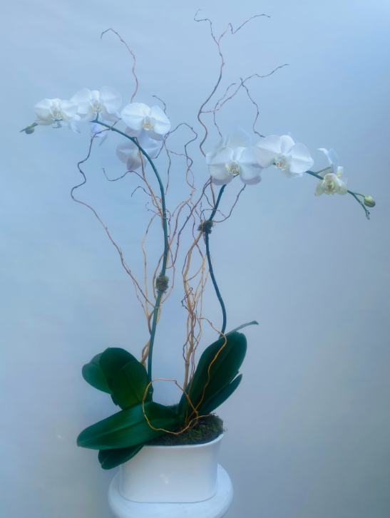 White orchid plant in a white square pot with thin branches, set against a light blue wall.