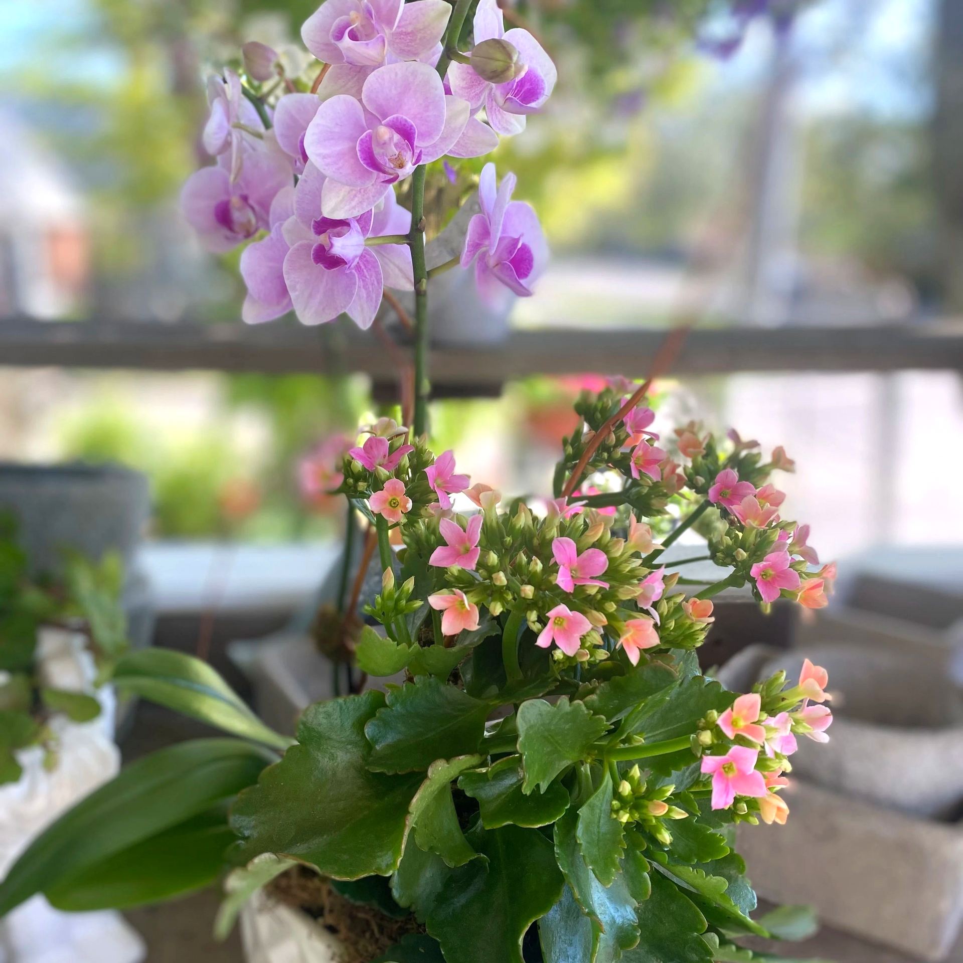 Pink orchid and kalanchoe plants in a pot, with pink and green foliage.