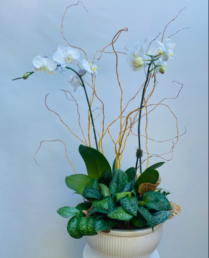 A potted plant with white flowers and green leaves