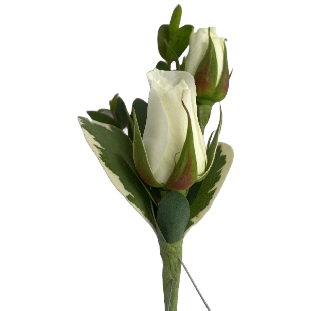 Two white rosebuds with green and white leaves on a stem.