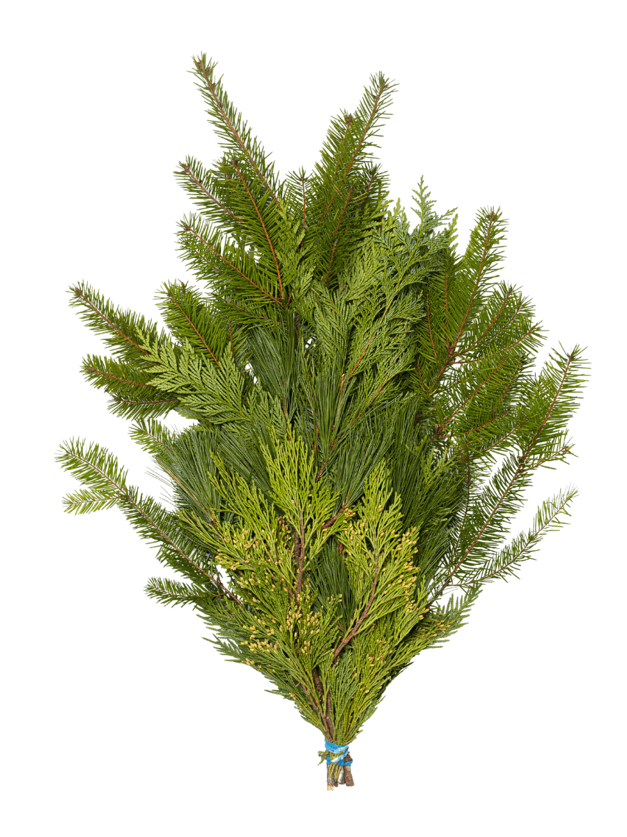 A bundle of holiday evergreens for holiday arrangements, decorating, and table scapes.