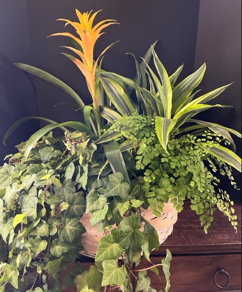 Potted indoor plants, including ivy, fern, and a bromeliad with orange flower.