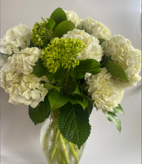 White hydrangeas in a clear vase, surrounded by green leaves and a hint of lime green buds.
