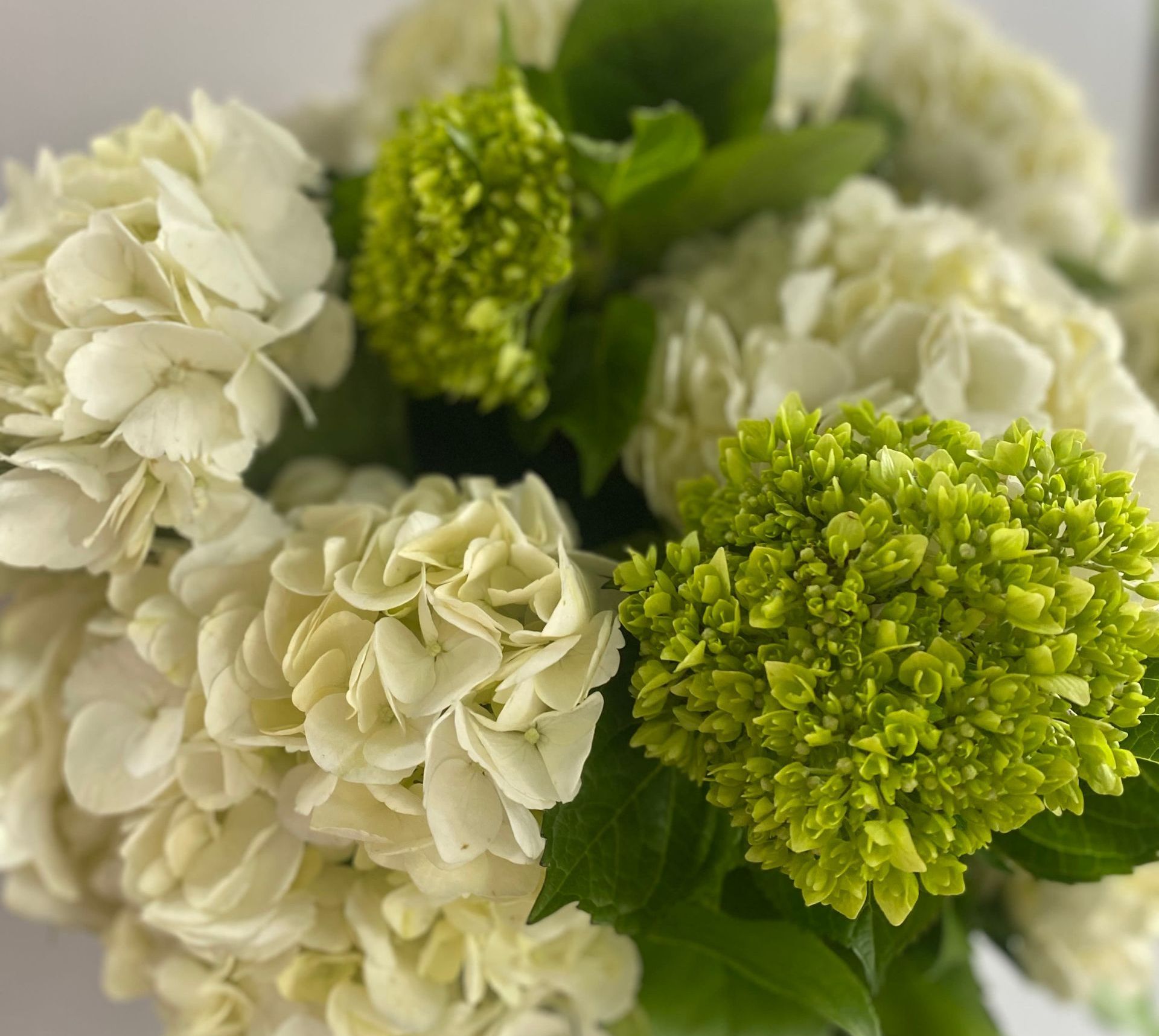 Close-up of white and lime green hydrangeas in a bouquet.