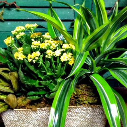Potted arrangement with yellow flowers and green plants in a wicker basket.