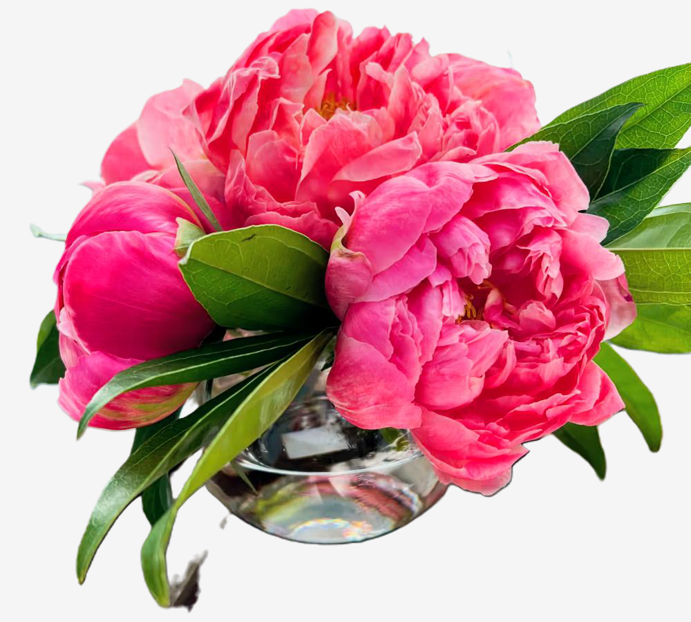 A glass vase filled with pink peonies and green foliage.