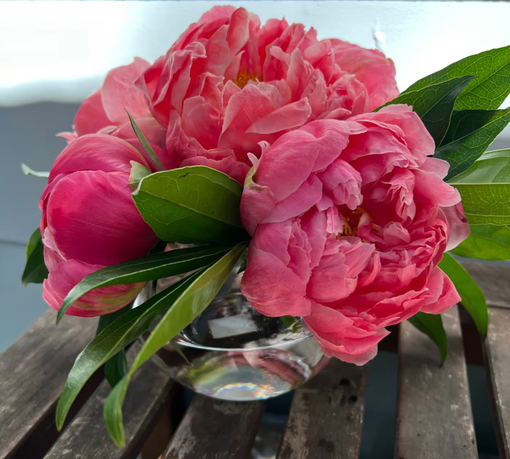 A vase filled with fresh pink peonies - Elizabeth's Garden, Mobile AL