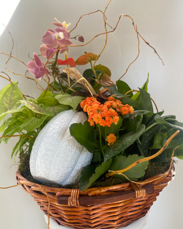 A wicker basket filled with living plants and a white pumpkin