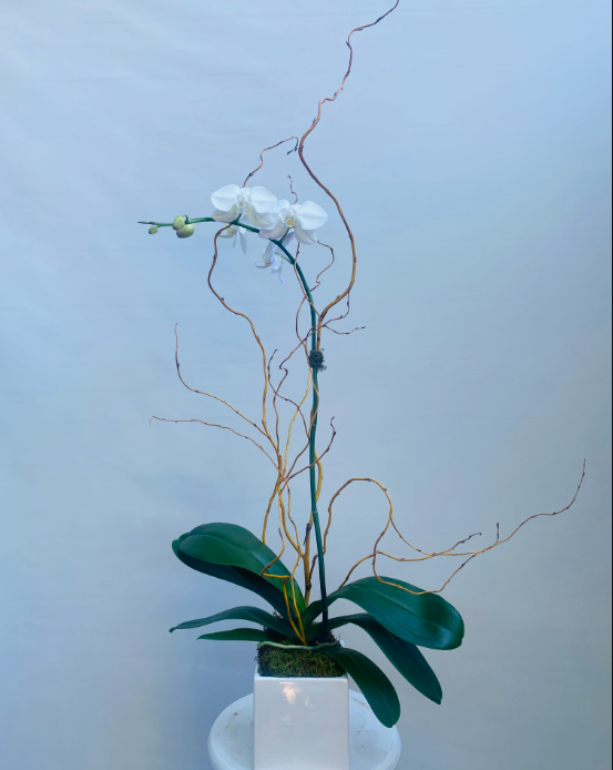 White orchid in a white square vase, with slender brown branches against a light blue backdrop.