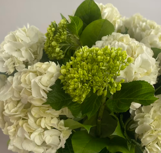 White and green hydrangea flower arrangement.