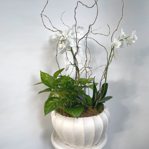 Indoor foliage plants and orchids planted in a customer's container - Elizabeths Garden, Mobile AL