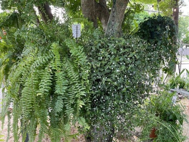 hanging greenery baskets