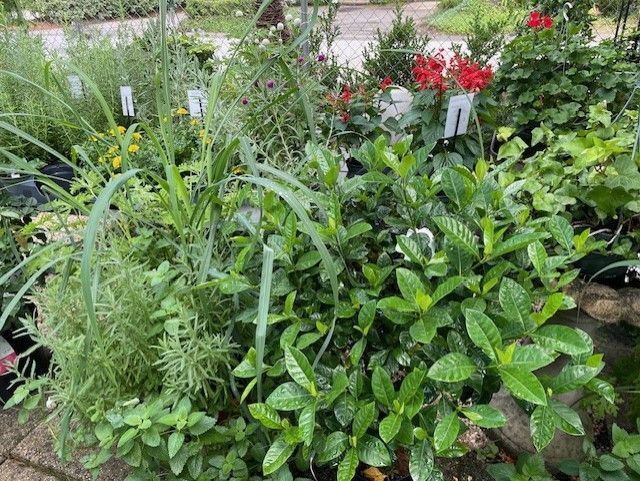 Patio garden plants