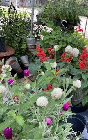 Outdoor patio plants