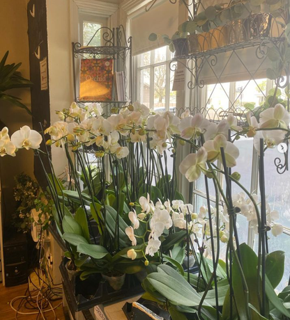 premium qulity blooming orchids - Elizabeth's Garden shop Mobile AL