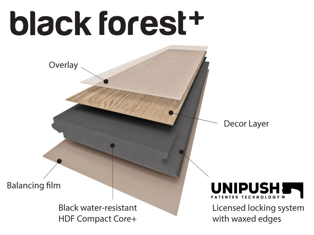 A diagram of the layers of a black forest floor.