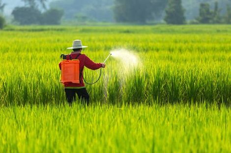 A Man Is Spraying Fertilizer On A Rice Field - Slaton, TX - Magline Inc